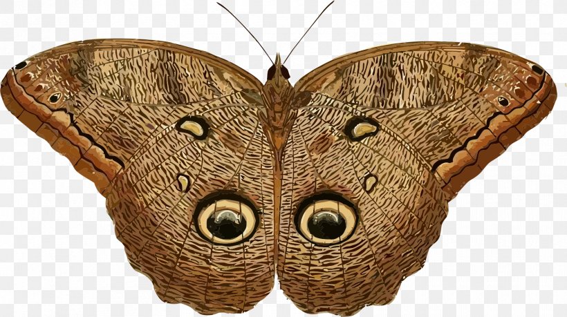 Owl Butterfly Insect Caligo Eurilochus Clip Art, PNG, 1705x955px, Butterfly, Actias Selene, Arthropod, Attacus Atlas, Brush Footed Butterfly Download Free