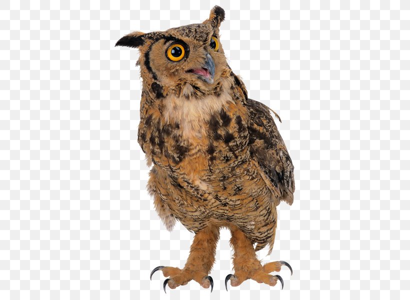 True Owl Digital Image Clip Art, PNG, 480x600px, True Owl, Beak, Bird, Bird Of Prey, Digital Image Download Free