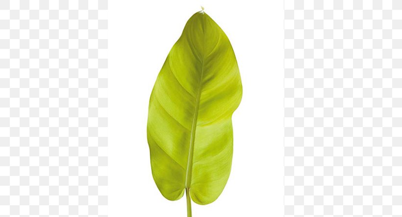 Banana Leaf, PNG, 570x444px, Banana Leaf, Banana, Leaf, Plant Download Free