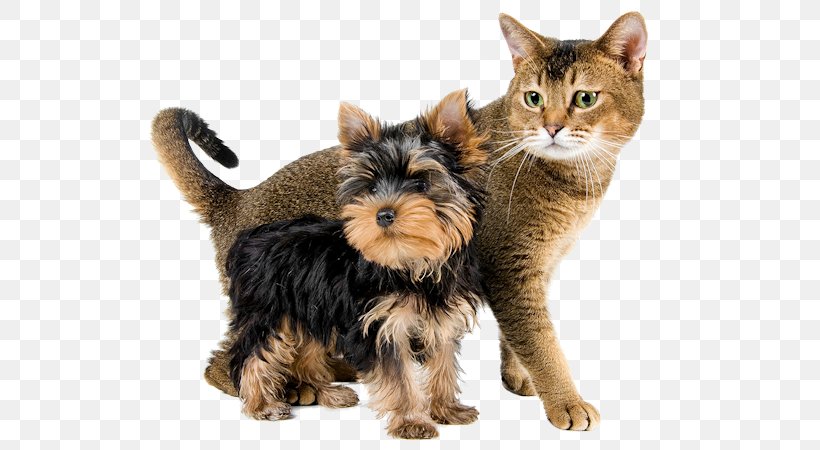 Cat Food Dog Fodder Veterinarian, PNG, 600x450px, Cat Food, Advertising, Australian Silky Terrier, Carnivoran, Cat Download Free