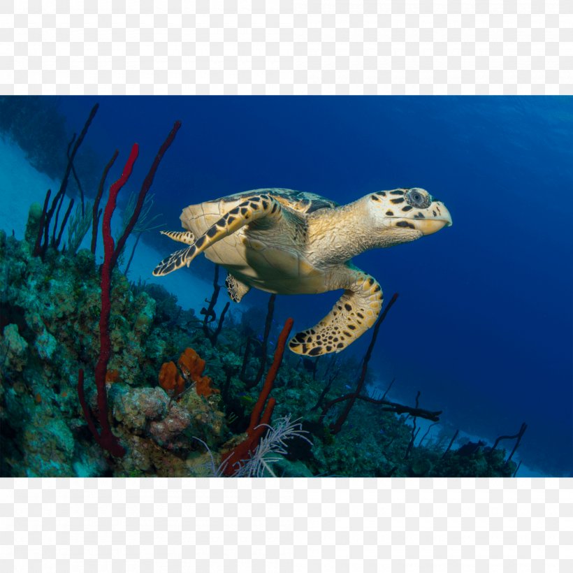 Loggerhead Sea Turtle Ecosystem Marine Biology Fauna, PNG, 2000x2000px, Loggerhead Sea Turtle, Biology, Ecosystem, Fauna, La Quinta Inns Suites Download Free