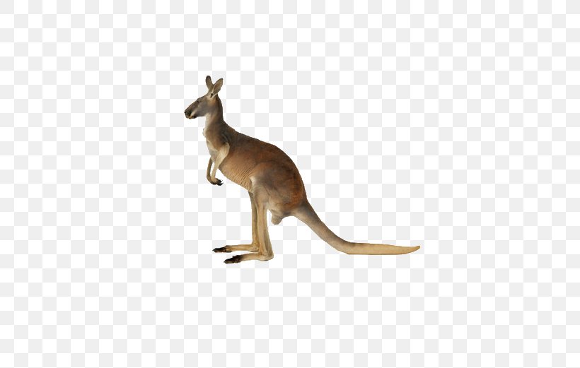 Red Kangaroo Pouch South African Springhare, PNG, 648x521px, Red Kangaroo, Antilopine Kangaroo, Eastern Grey Kangaroo, Fauna, Kangaroo Download Free