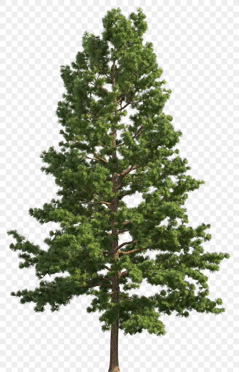 Stone Pine Tree Fir Clip Art, PNG, 1788x2781px, Stone Pine, Biome, Branch, Christmas Decoration, Christmas Tree Download Free