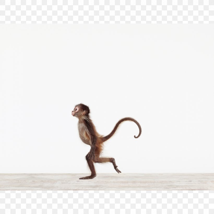 Animal Print Monkey Art Paper, PNG, 1200x1200px, Animal Print, Animal, Art, Art Museum, Child Download Free