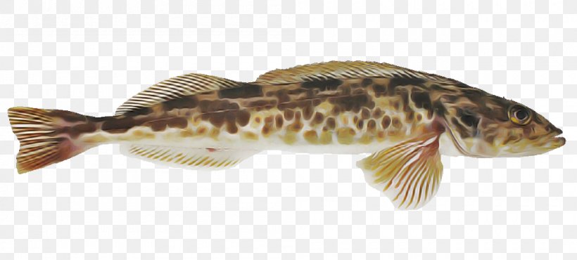 Fish Fish Catfish Magur, PNG, 1000x452px, Fish, Catfish, Magur Download Free