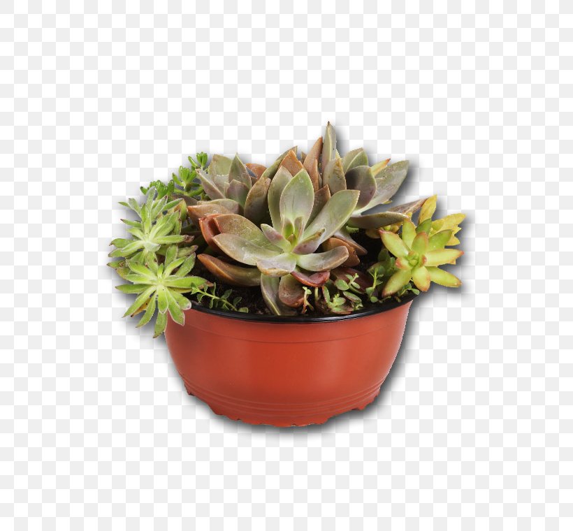 Succulent Plant Houseplant Flowerpot Leuchtenbergia, PNG, 760x760px, Succulent Plant, Agave, Cactaceae, Cactus, Drought Tolerance Download Free
