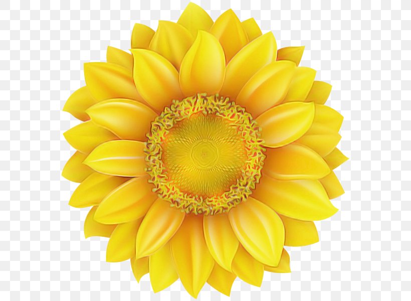 Sunflower, PNG, 582x600px, Yellow, Barberton Daisy, Cut Flowers, Flower, Flowering Plant Download Free