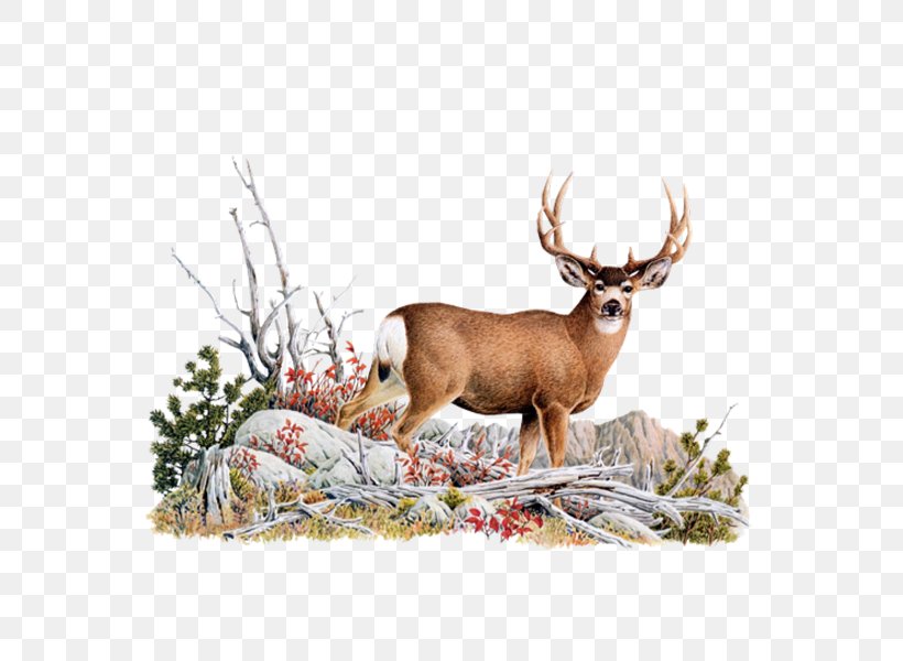 White-tailed Deer Red Deer Mule Deer Elk, PNG, 600x600px, Whitetailed Deer, Animal, Antler, Blacktailed Deer, Cougar Download Free