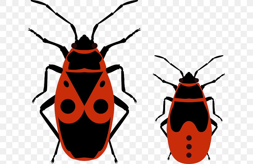 Beetle Pyrrhocoris Apterus Heteroptera Clip Art, PNG, 640x531px, Beetle, Artwork, Drawing, Heteroptera, Insect Download Free