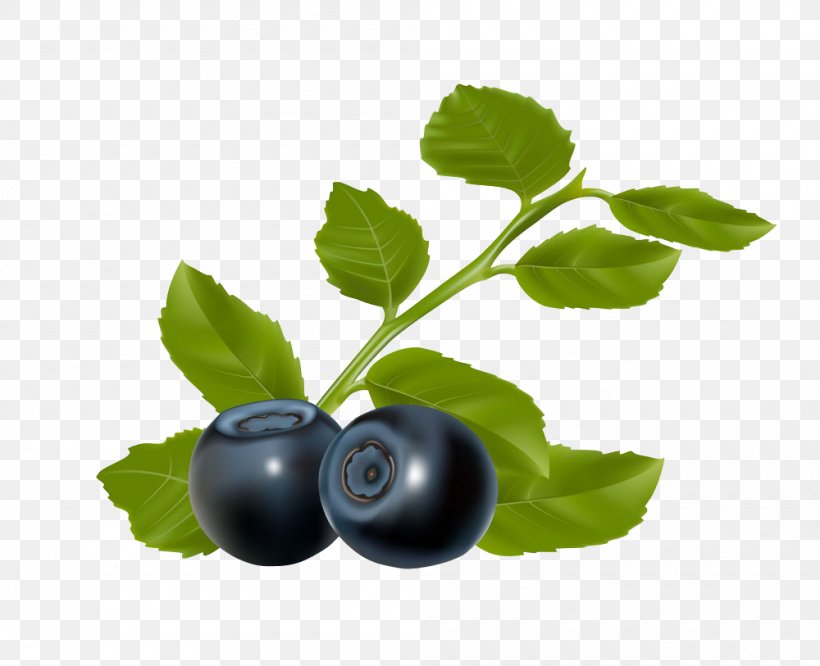 Blueberry Chokeberry Clip Art, PNG, 1000x813px, Berry, Axe7axed Palm, Bilberry, Blackberry, Blueberry Download Free