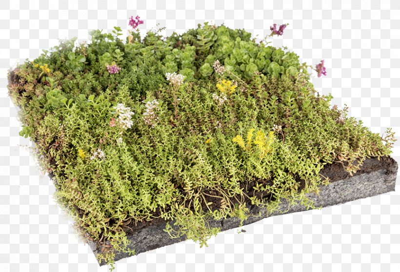 Green Roof Stonecrop Dachdeckung Grass, PNG, 864x588px, Green Roof, Dachdeckung, Epdm Rubber, Fauna, Flat Roof Download Free
