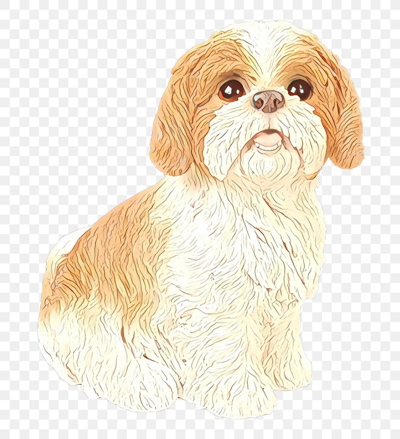 Schnoodle Shih Tzu Havanese Dog Cockapoo Lhasa Apso, PNG, 809x900px, Schnoodle, Breed, Canidae, Carnivore, Cavachon Download Free