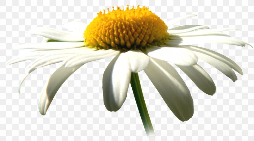 Common Daisy Chamomile Flower Daisy Family Clip Art, PNG, 1650x918px, Common Daisy, Aster, Chamaemelum Nobile, Chamomile, Chamomiles Download Free