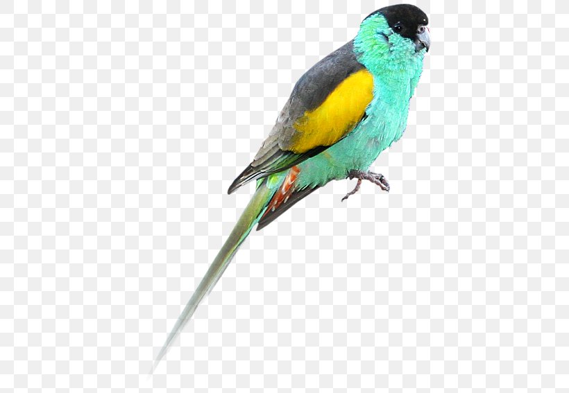 Hooded Parrot Bird Budgerigar Golden-shouldered Parrot, PNG, 511x567px, Parrot, Animal, Aratinga, Beak, Bird Download Free