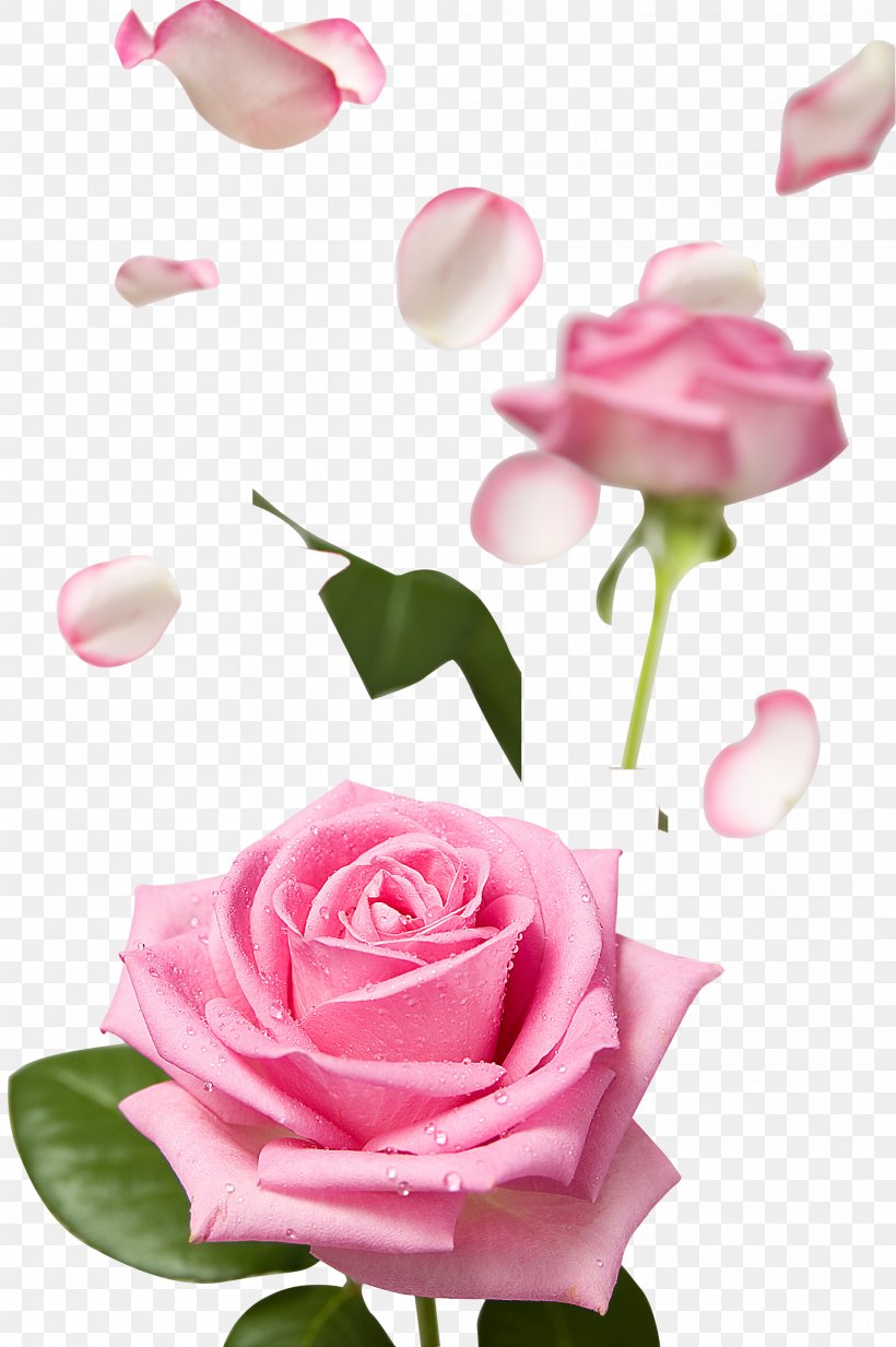 Pink Flower Rose Image Petal, PNG, 2000x3008px, Pink, Artificial Flower, Color, Cut Flowers, Drop Download Free