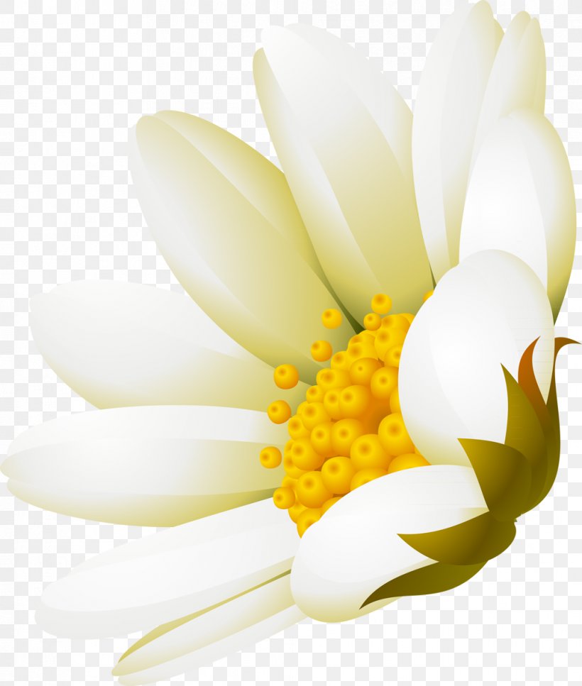 White Flower Advertising DenizBank, PNG, 1017x1200px, White, Advertising, Denizbank, Flower, Flowering Plant Download Free