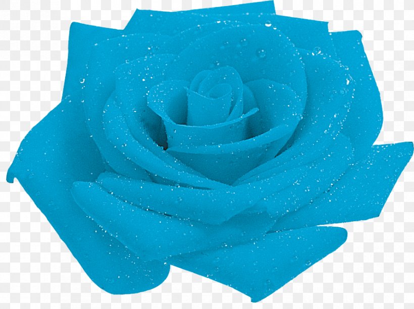 Blue Rose Garden Roses Petal, PNG, 890x665px, Blue Rose, Aqua, Azure, Blue, Cobalt Blue Download Free