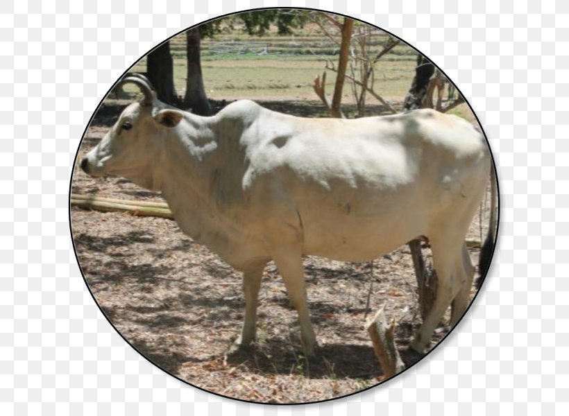 Carabao Philippines Beef Cattle Goat Livestock, PNG, 643x600px, Carabao, Beef Cattle, Breed, Cattle, Cattle Like Mammal Download Free