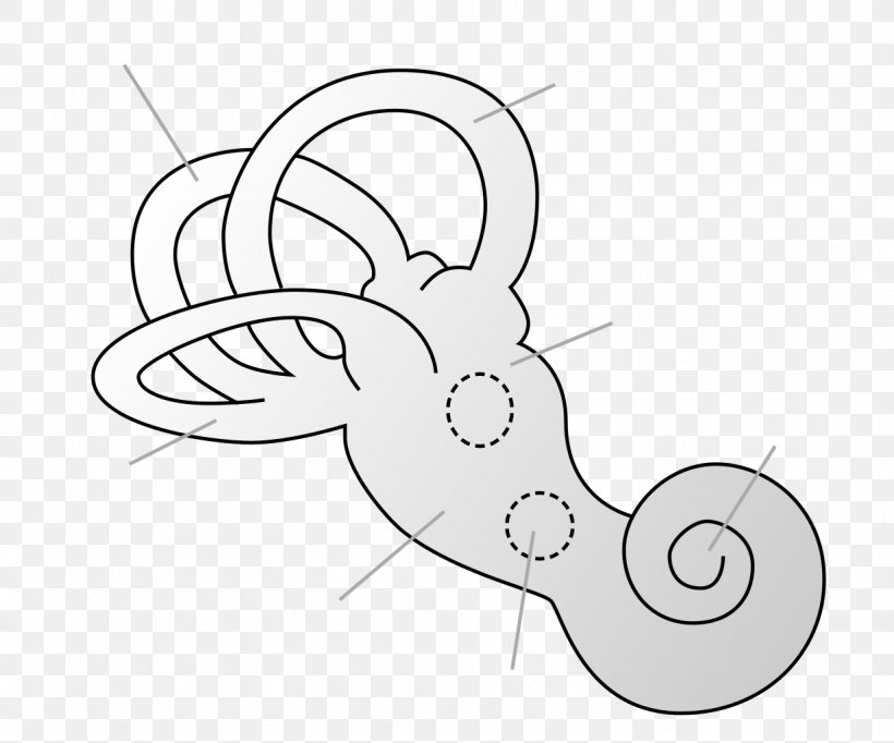 Inner Ear Vestibule Of The Ear Saccule Bony Labyrinth, PNG, 1231x1024px, Watercolor, Cartoon, Flower, Frame, Heart Download Free