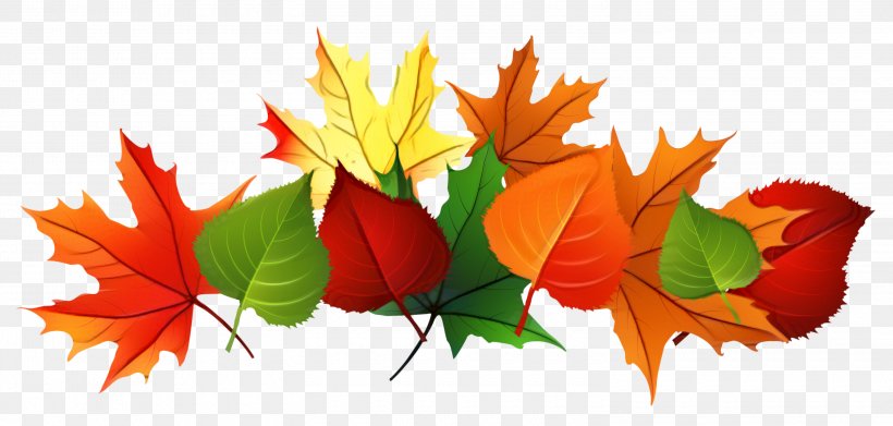 Red Maple Tree, PNG, 3000x1434px, Autumn, Autumn Leaf Color, Black Maple, Blog, Deciduous Download Free