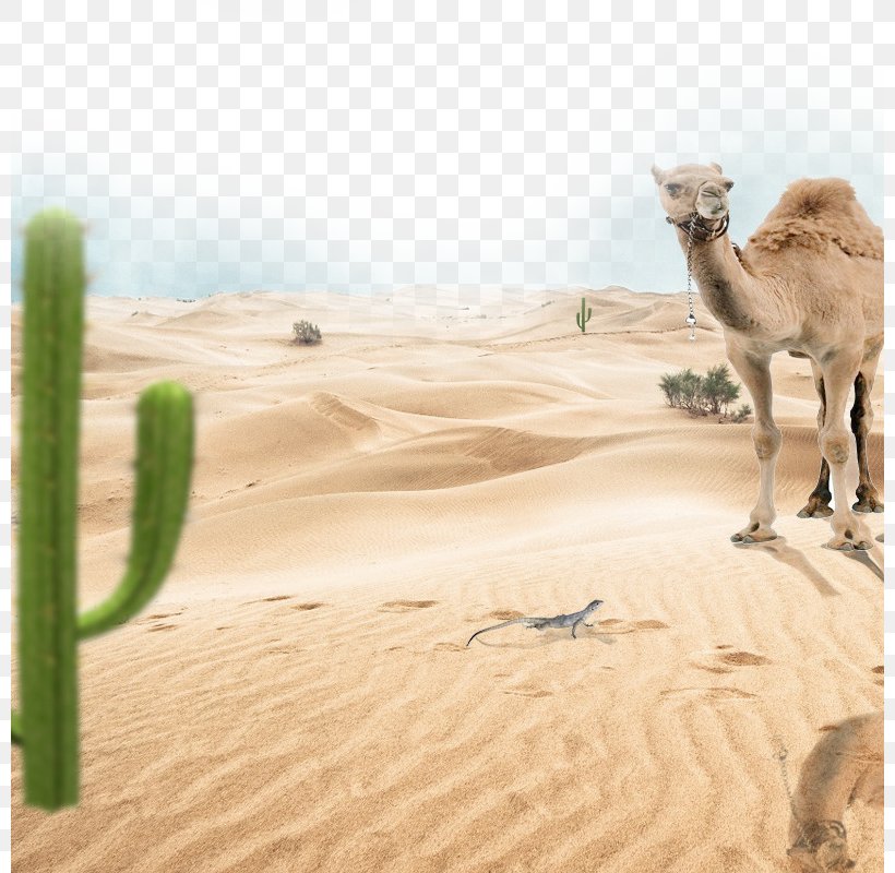 Camel Car Poster, PNG, 800x800px, Camel, Advertising, Aeolian Landform, Arabian Camel, Cactaceae Download Free