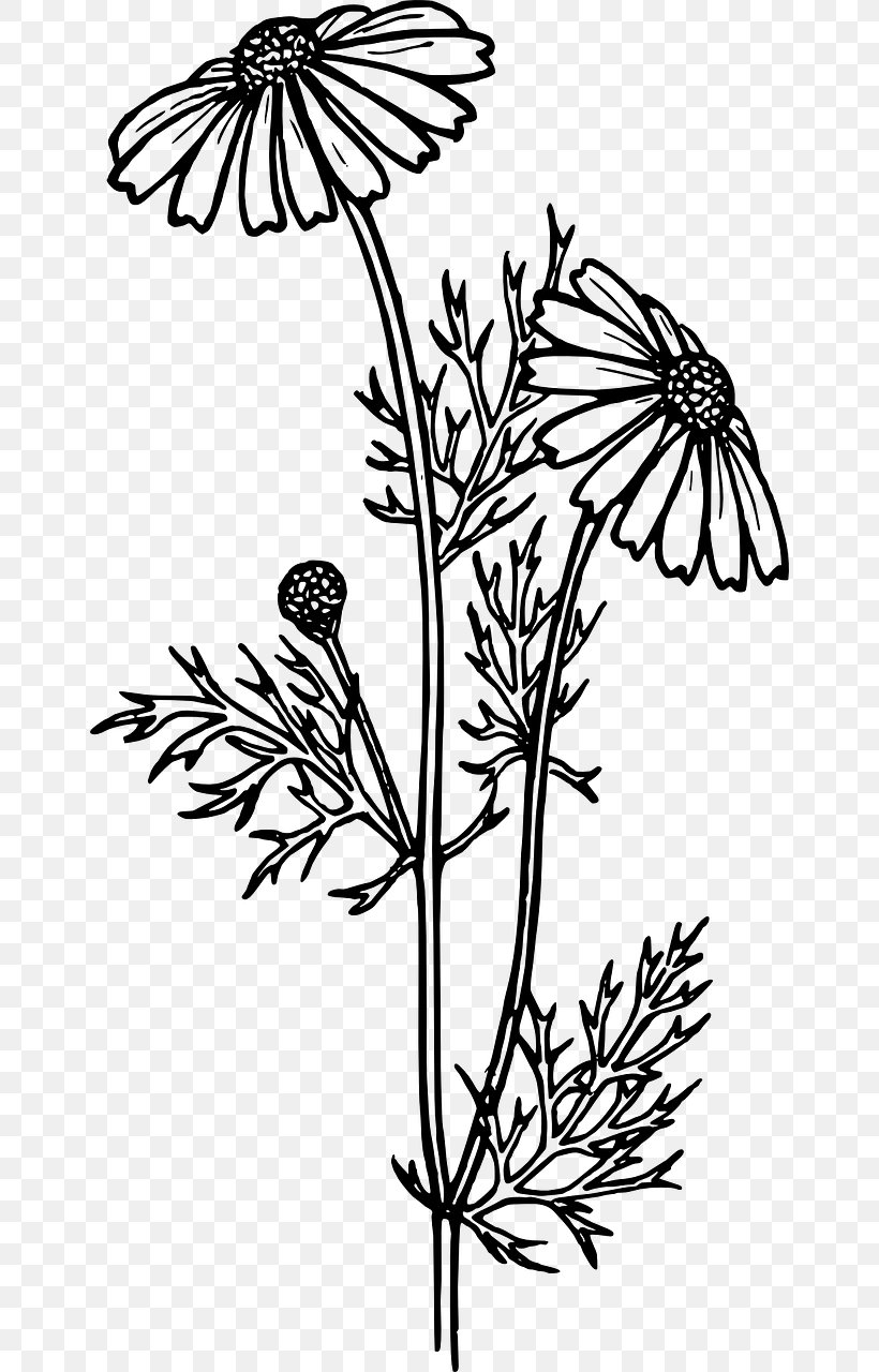 Coloring Book Flower Bouquet Common Daisy Adult, PNG, 652x1280px, Coloring Book, Adult, Black And White, Branch, Brush Footed Butterfly Download Free