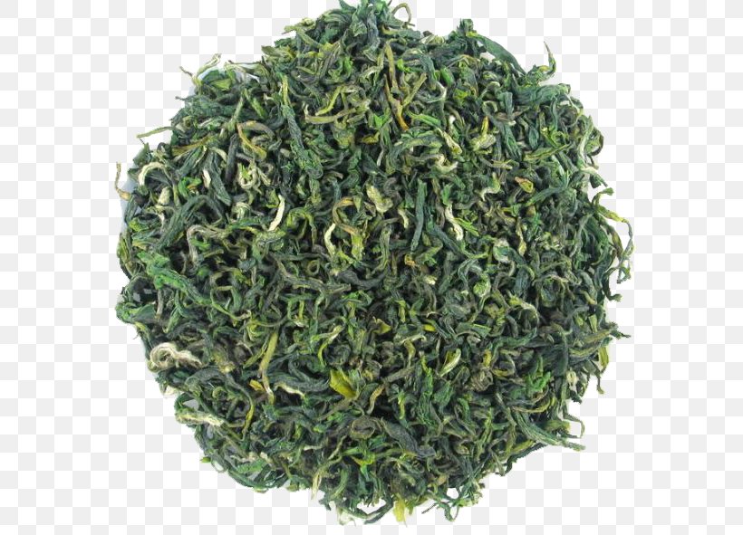 Gyokuro Green Tea Sencha Golden Monkey Tea, PNG, 584x591px, Gyokuro, Assam Tea, Bai Mudan, Biluochun, Black Tea Download Free