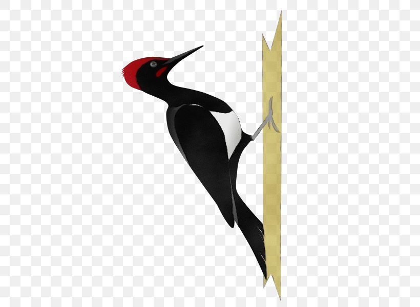 Hummingbird, PNG, 600x600px, Watercolor, Beak, Bird, Emperor Penguin, Hummingbird Download Free