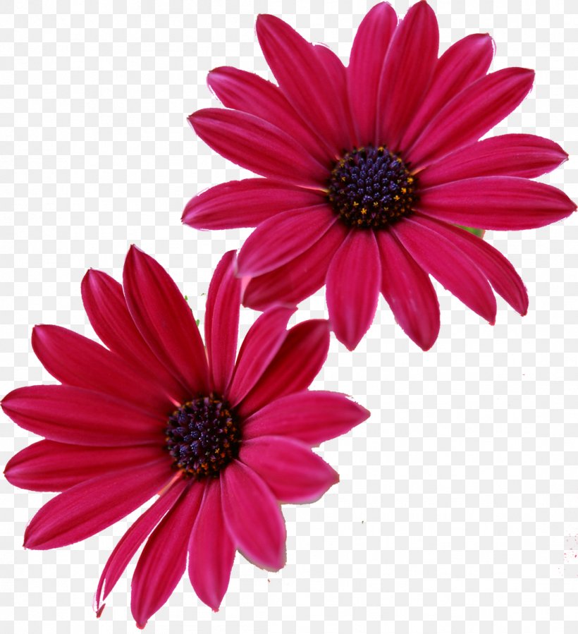 Pink Flowers Gerbera Jamesonii Desktop Wallpaper, PNG, 1094x1200px, Flower, Chrysanths, Common Daisy, Cut Flowers, Daisy Download Free