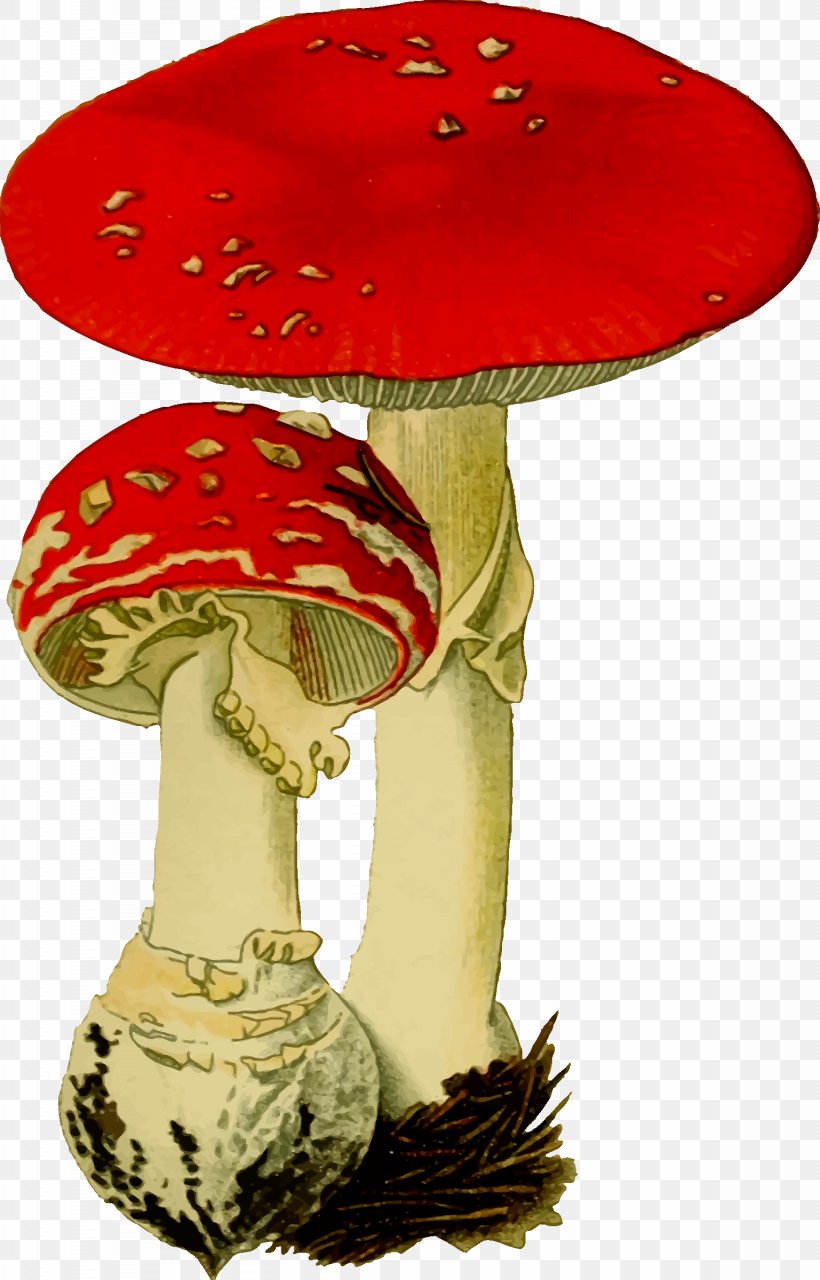 Amanita Muscaria Fungus Psilocybin Mushroom, PNG, 1537x2400px, Amanita Muscaria, Amanita, Bolete, Fungus, Hat Download Free