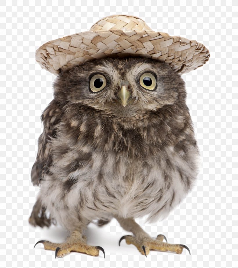 Eurasian Eagle-owl Great Horned Owl Snowy Owl Little Owl, PNG, 1100x1240px, Owl, Barn Owl, Beak, Bird, Bird Of Prey Download Free
