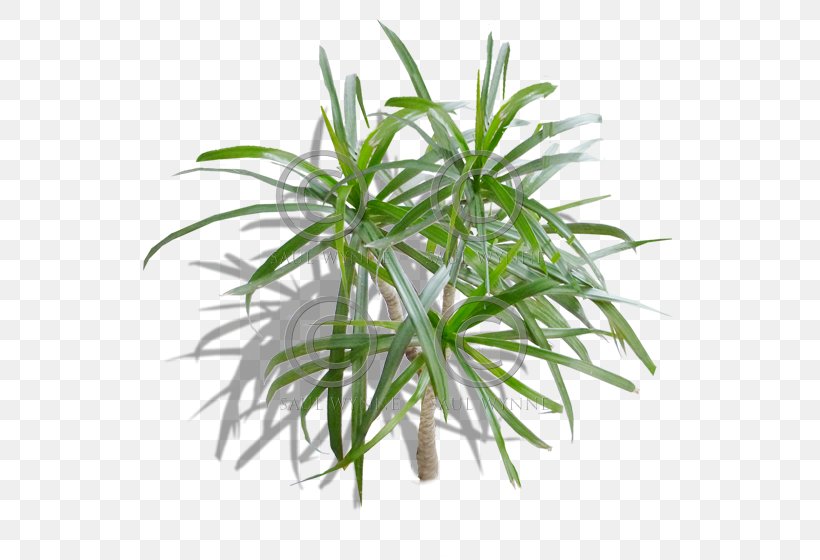 Flowerpot Grasses Houseplant Tree Herb, PNG, 560x560px, Flowerpot, Arecales, Evergreen, Family, Grass Download Free