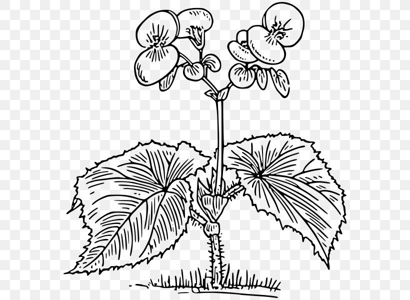 Growing Begonias Coloring Book Tuberous Begonias Elatior Begonia, PNG, 574x600px, Coloring Book, Area, Artwork, Begonia, Black And White Download Free