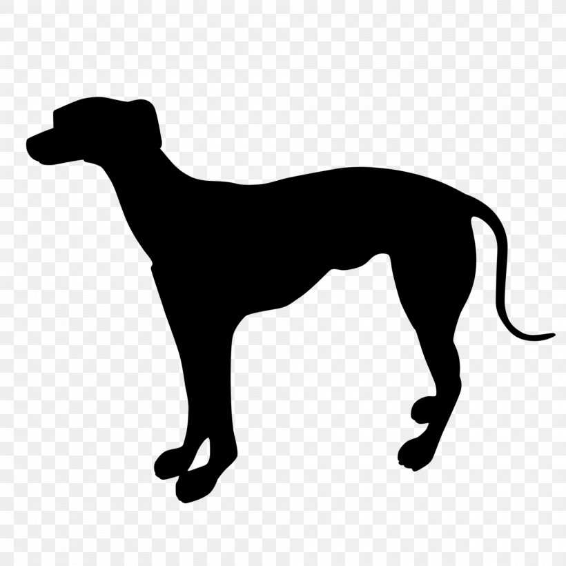 Italian Greyhound Whippet Sloughi Spanish Greyhound, PNG, 2000x2000px, Italian Greyhound, American Staghound, Azawakh, Breed, Canidae Download Free