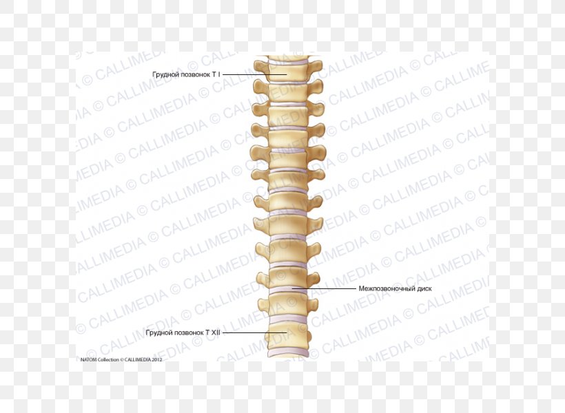 Vertebral Column Thoracic Vertebrae Dorsum Anatomy Bone, PNG, 600x600px, Vertebral Column, Anatomy, Atlas, Bone, Cervical Vertebrae Download Free