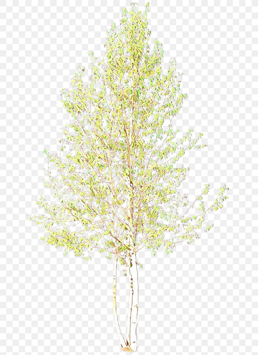 Birch Tree, PNG, 649x1129px, Larch, American Larch, Birch, Branch, Canoe Birch Download Free