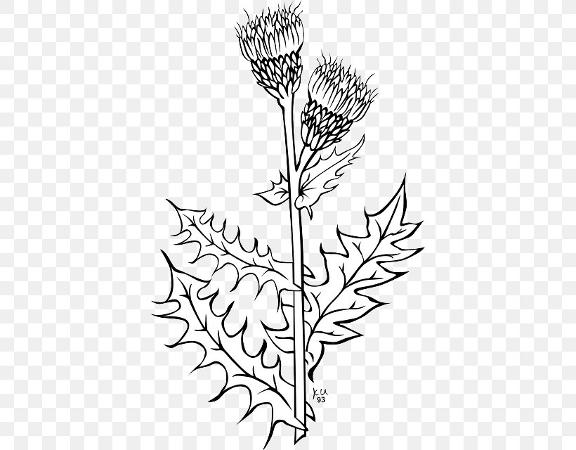 Creeping Thistle Spear Thistle Clip Art Drawing, PNG, 391x640px, Creeping Thistle, Artwork, Black And White, Branch, Cirsium Download Free