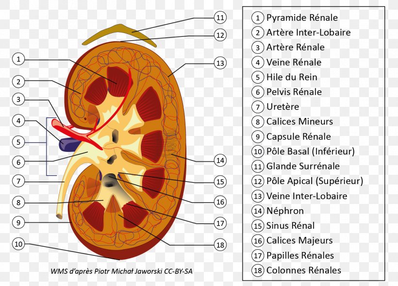 Kidney Excretory System Ureter Nephron Renal Hilum, PNG, 1264x909px, Watercolor, Cartoon, Flower, Frame, Heart Download Free