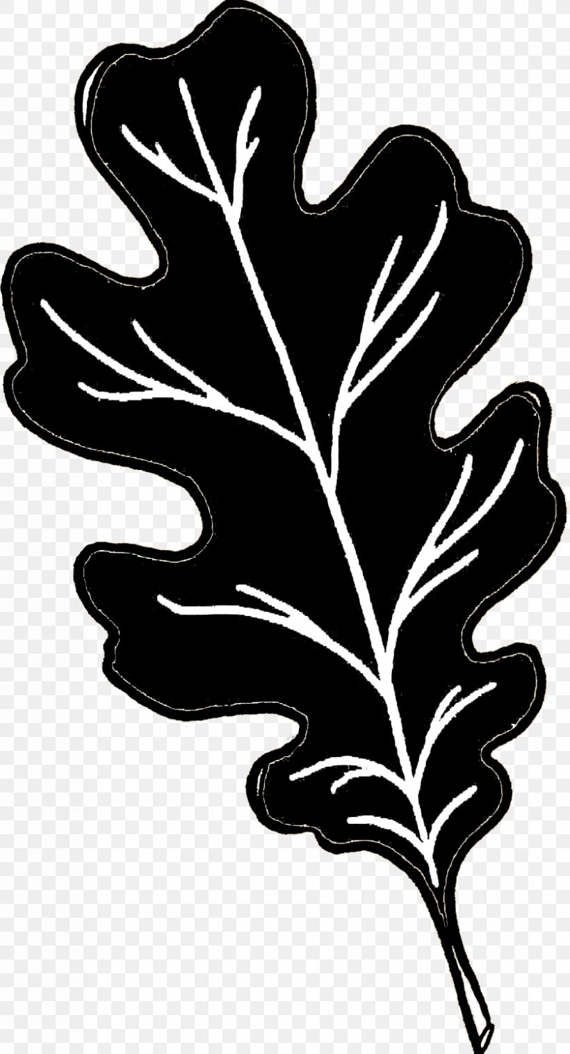 White Oak Image Clip Art Transparency, PNG, 839x1552px, White Oak, Acorn, Black Oak, Black White M, Blackandwhite Download Free