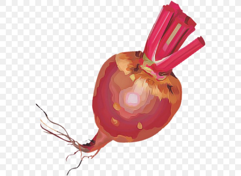 Yellow Onion Vegetable Food Onion Plant, PNG, 580x600px, Yellow Onion, Allium, Beetroot, Food, Onion Download Free