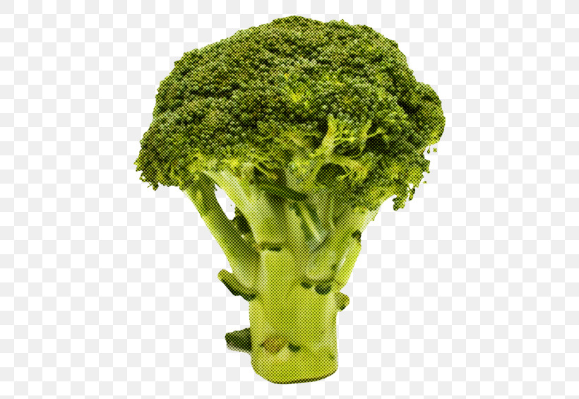 Cauliflower, PNG, 500x565px, Broccoli, Broccoflower, Cabbage, Cauliflower, Flower Download Free