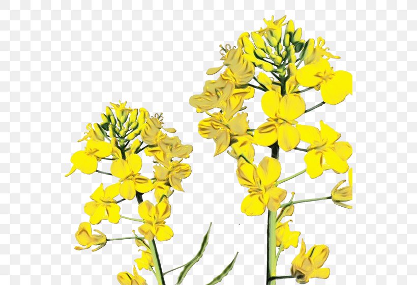 Flowering Plant Flower Rapeseed Plant Yellow, PNG, 567x560px, Watercolor, Brassica Rapa, Canola, Cut Flowers, Flower Download Free