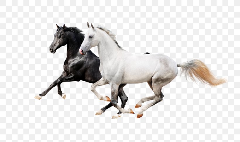 Horse Icon, PNG, 800x486px, Horse, Bridle, Computer Graphics, Equestrian, Horse Like Mammal Download Free