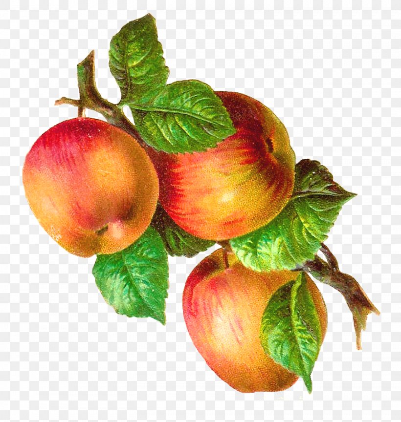 Macintosh Apple Retro Style Clip Art, PNG, 1517x1600px, Macintosh, Apple, Food, Free Content, Fruit Download Free