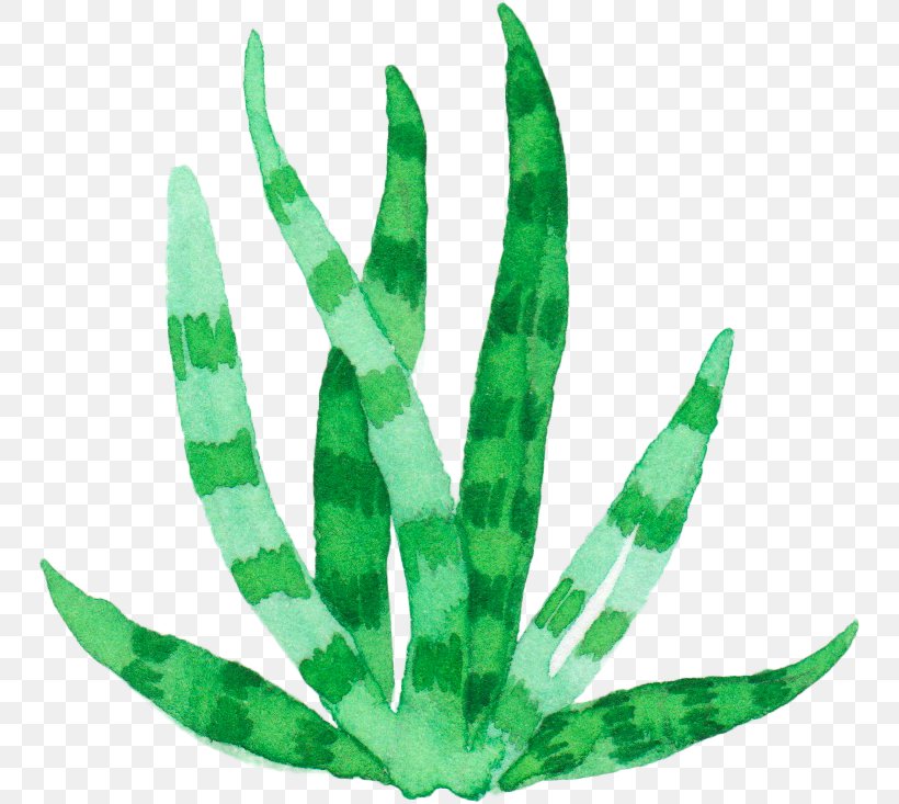 Aloe Vera Plant Watercolor Painting Euclidean Vector, PNG, 750x733px, Aloe Vera, Aloe, Cactaceae, Drawing, Flower Download Free