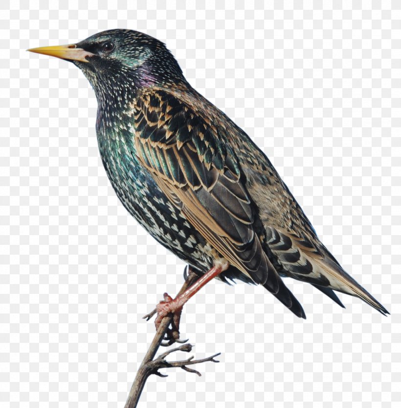 Common Starling Bird Sparrow Vogel Des Jahres Feather, PNG, 1024x1041px, 2018, Common Starling, Beak, Bird, Common Blackbird Download Free