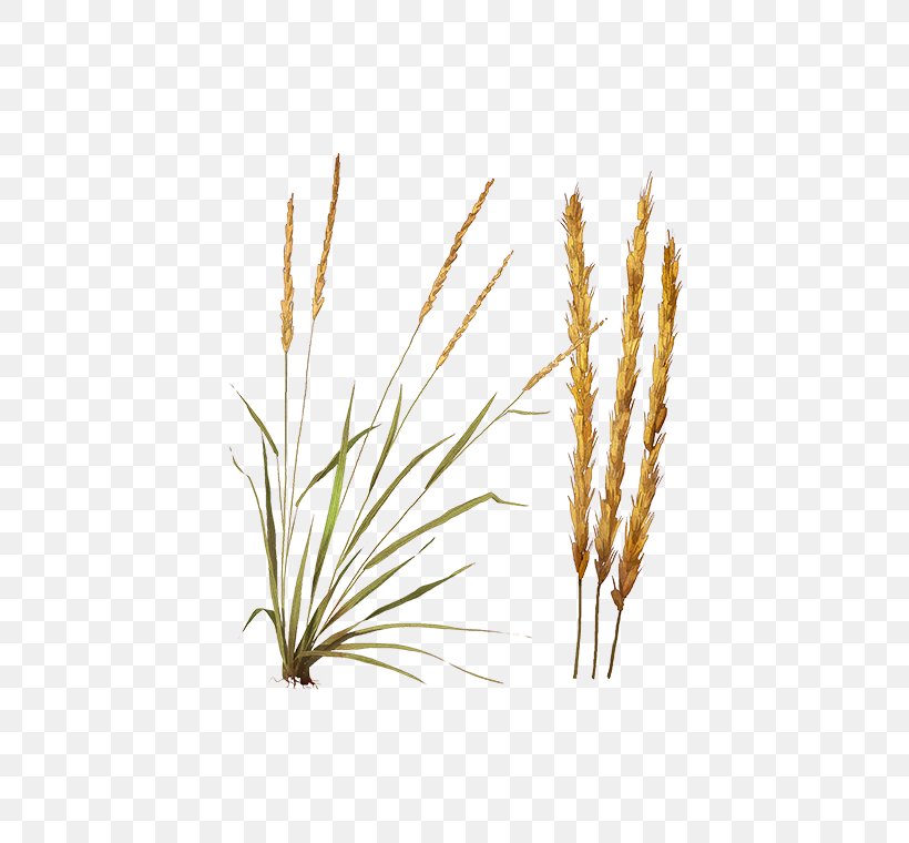 Feather Reed Grass Emmer Common Reed Nature Hills Nursery Cereal, PNG, 472x760px, Feather Reed Grass, Arrowgrass, Calamagrostis, Cereal, Common Reed Download Free