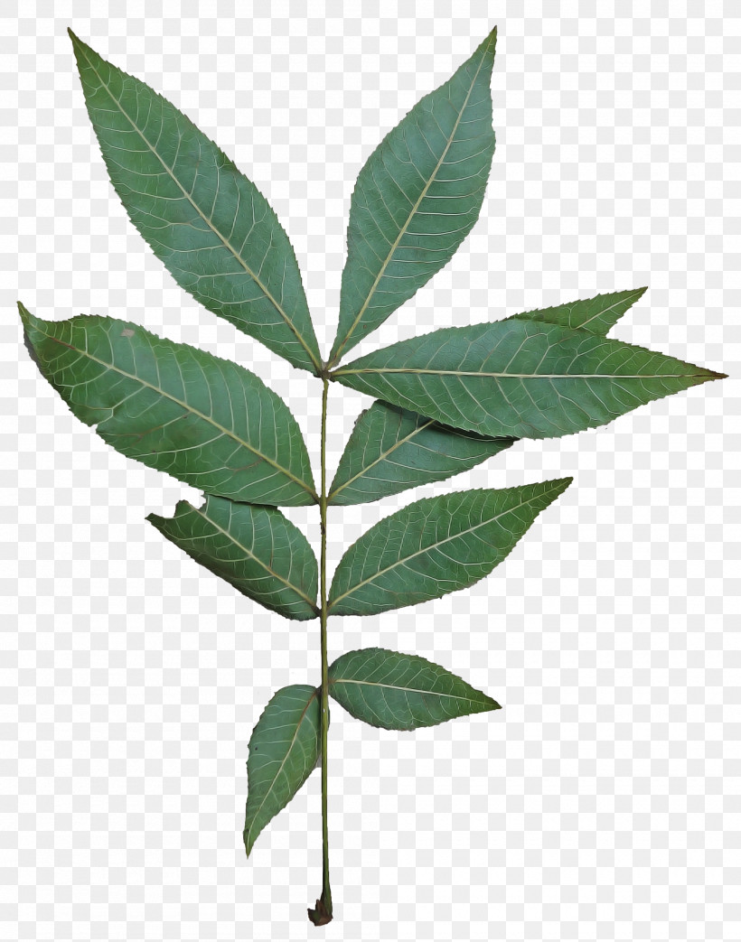 Flower Leaf Plant Tree Woody Plant, PNG, 2000x2544px, Flower, Leaf, Plant, Plant Stem, Tree Download Free