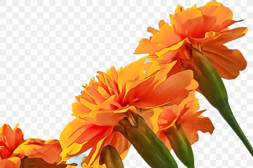 Flower Pot Drawing, PNG, 2448x1632px, Marigold, Bloom, Blossom, Canna Lily, Cartoon Download Free