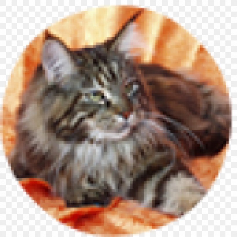 Maine Coon Kitten Raccoon Tabby Cat Norwegian Forest Cat, PNG, 1000x1000px, Maine Coon, Bicolor Cat, Breed, California Spangled, Carnivoran Download Free